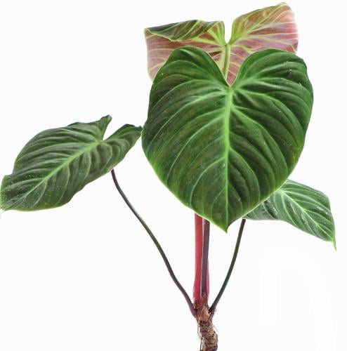 Philodendron rubrijuvenile- فيلوديندرون روبيجوفينيل