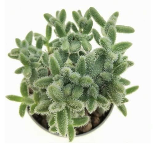 Delosperma echinatum - ديلوسبيرما إشيناتوم