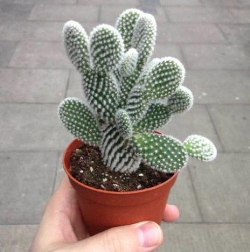 White Bunny Ear Cactus- صبار أذن الأرنب الأبيض
