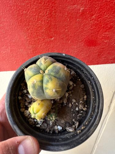 Gymnocalycium anisitsii variegata