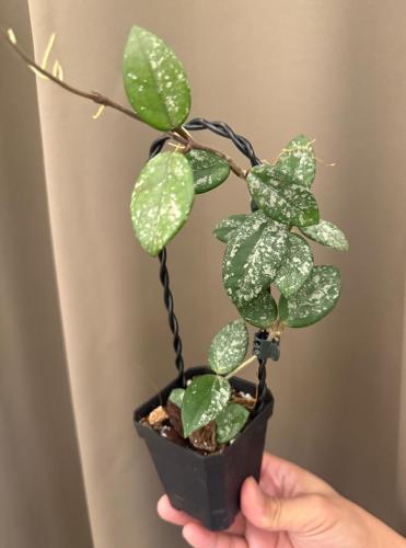 ‎‏Hoya Wilbur Rraves Russia - ‏هويا ويلبر جريفز روسيا -