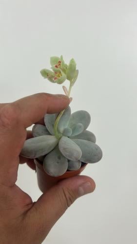 Pachyphytum oviferum ‘Moonstone’ – باكيفيتوم أوفيفيروم مونستون