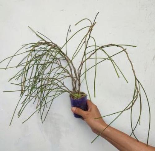 Hoya Spartioides - هويا سبارتيويديس