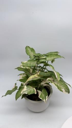 سينغونيوم الأميرة البيضاء- Syngonium White Princes...