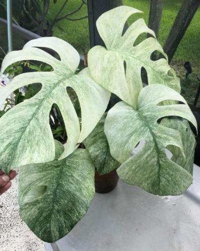 مونستيرا ديليسيوسا فول مينت فرقيند - Monstera Deliciosa Full Mint Variegated