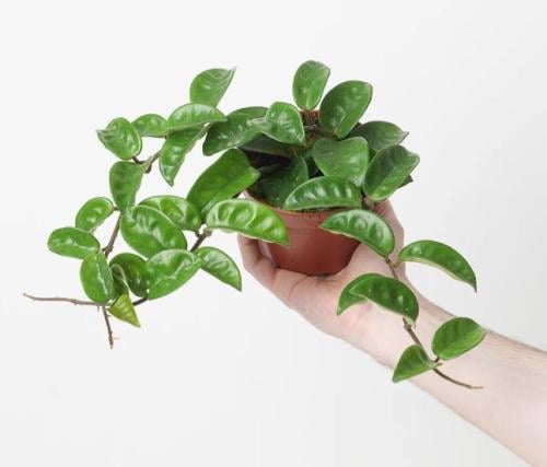 Hoya Krinkle 8 - هويا كرينكل 8