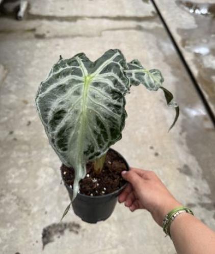 Alocasia Venom - ألوكاسيا فينوم