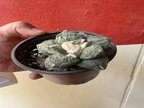 Ariocarpus retusus - أريوكاربوس ريتوسوس