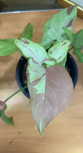 Syngonium Pink Salmon -  سينجونيوم السلمون الوردي