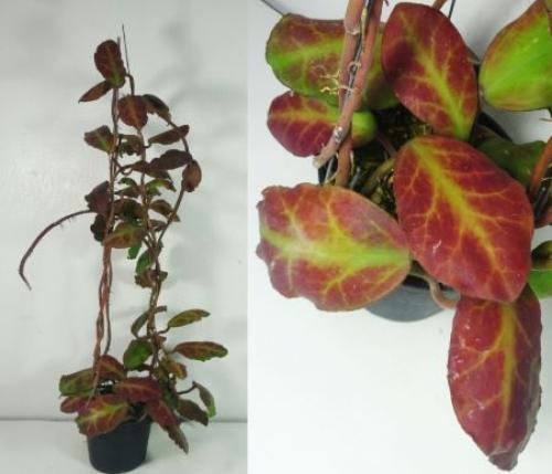 Hoya Waymaniae Borneo
