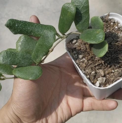 Hoya Rotundiflora - هويا روتونديفلورا