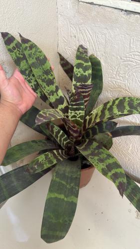 ‏Vriesea splendens - فريزيس سبليندس