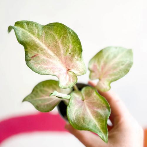 Caladium maculatum - كالاديوم ماكولاتم