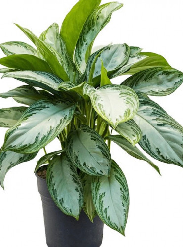 اجلونيما سلفر باي - Aglaonema Silver Bay