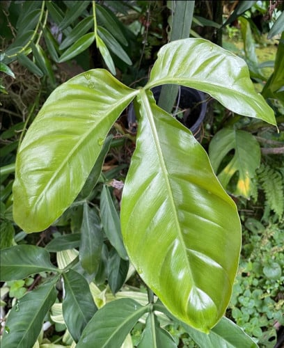 Philodendron tripartite - فيلوديندرون تريبرتي