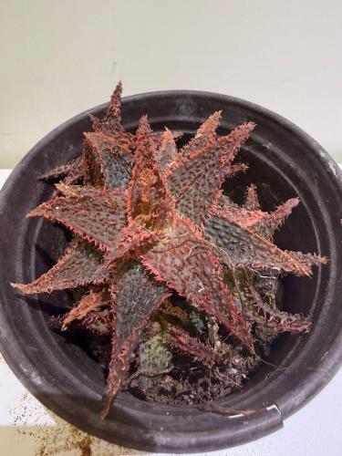 Aloe Orange Marmalade