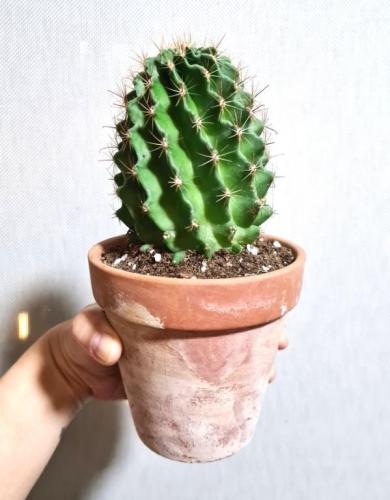 Hamatocactus setispinus - صبار القنفذ