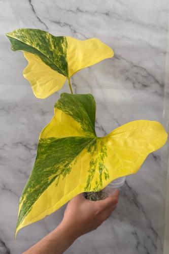 Anthurium Pterodactyl variegated - أنثوريوم بتروداكتيل فرقيتد