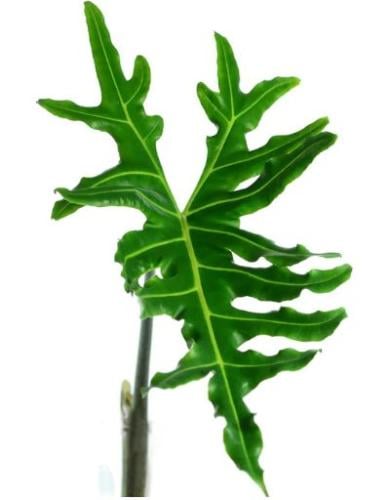 Alocasia Porte - ألوكاسيا بورتي