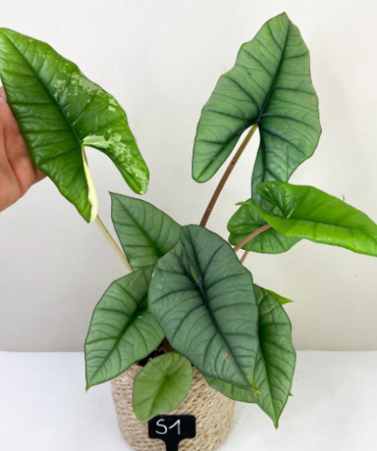 Alocasia Platinum Variegated