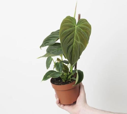 Philodendron Splendid | Verrucosum x Melanochrysum