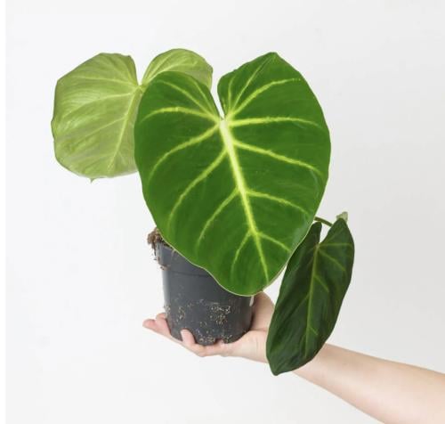 Philodendron Luxurians
