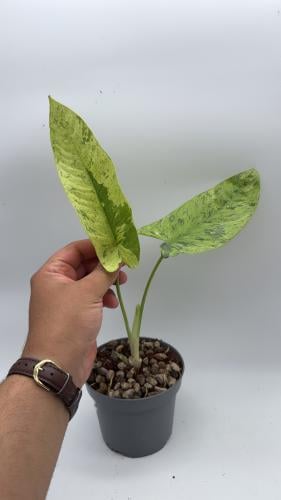 Schismatoglottis wallichii “Mint” – سكيزماتوجلوتس واليتشي منت