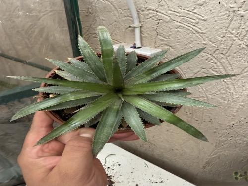 Dyckia brevifolia - ديكيا بريفيفوليا