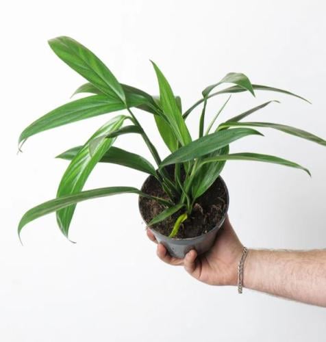 Epipremnum Amplissimum - ابيبريمنيوم امبليسيمم