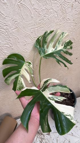 Monstera Deliciosa Albo Variegata- مونستيرا ديليسي...