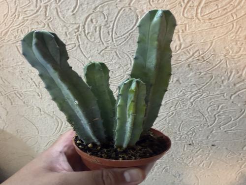 ‏Myrtillocactus geometrizans