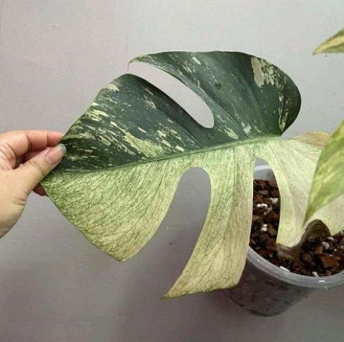 Monstera Deliciosa Mint Variegated