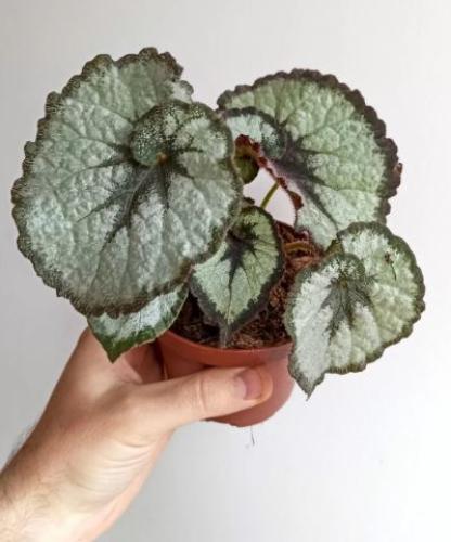 Begonia Rex Escargot - بيجونيا ريكس إسكارجوت