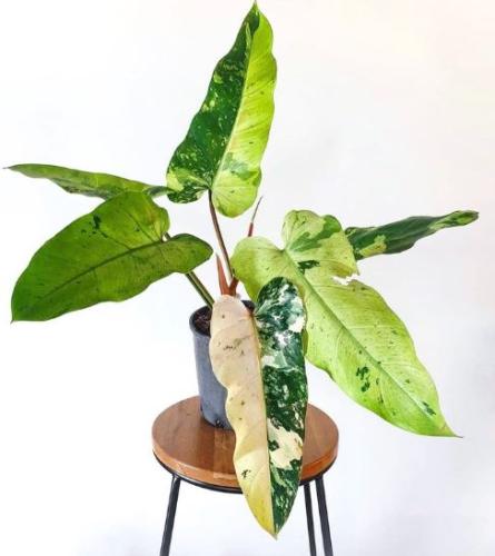 Philodendron Whipple Way Variegated – فيلوديندرون ويبل واي فرقيتد