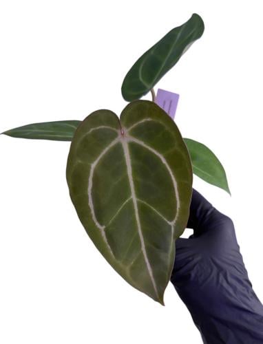 Anthurium Carlablackiae RA X (Zara X Michelle)