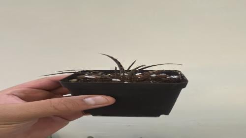 Dyckia Brittle Star -  ديكيا النجمية