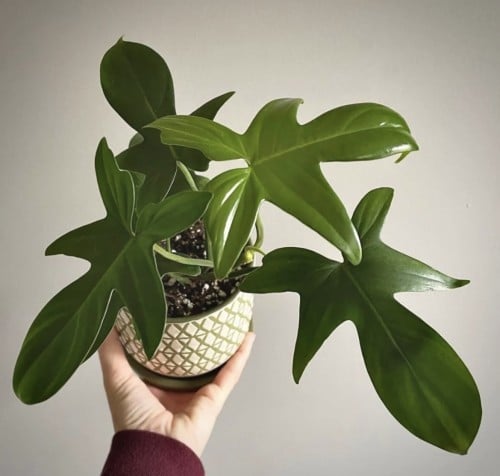 Philodendron pedatum-فيلوديندرون بيداتوم