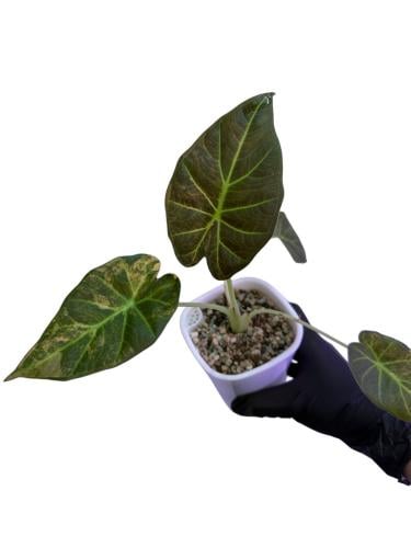 Alocasia Regal shield aurea