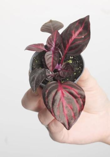 Iresine herbstii 'Bloodleaf'