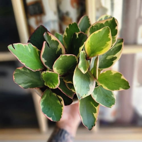 ببروميا جيني  -  Peperomia Ginny