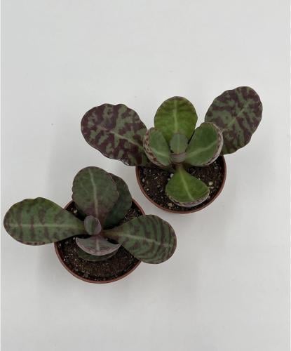 Kalanchoe Humilis - كالانكوا المخططة