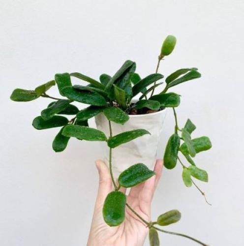 Hoya Rotundiflora - هويا روتونديفلورا