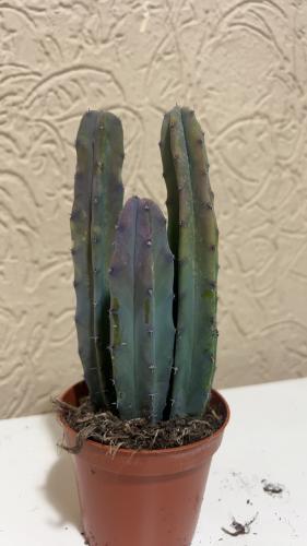 ‏Myrtillocactus geometrizans