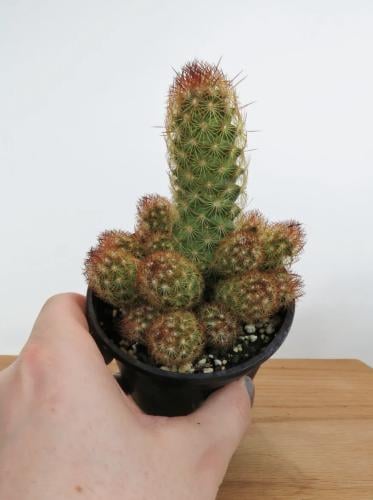 Mammillaria elongata ‘Copper King’ – ماميلاريا إلو...