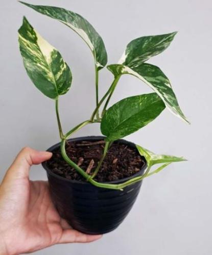 Epipremnum Pinnatum Albo - ابيبريمنيوم بيناتوم ألبو