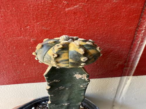 Astrophytum spotted asterias variegated Grafted