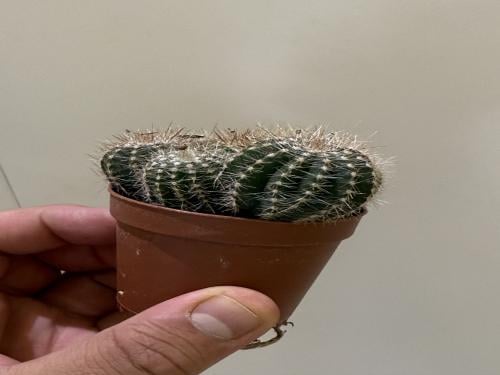 Echinobivia Rainbow Bursts