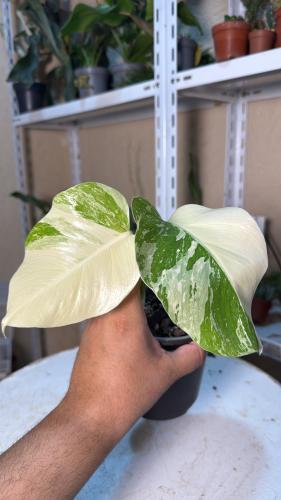 مونستيرا بورسيجيانا ألبو – Monstera borsigiana Albo �