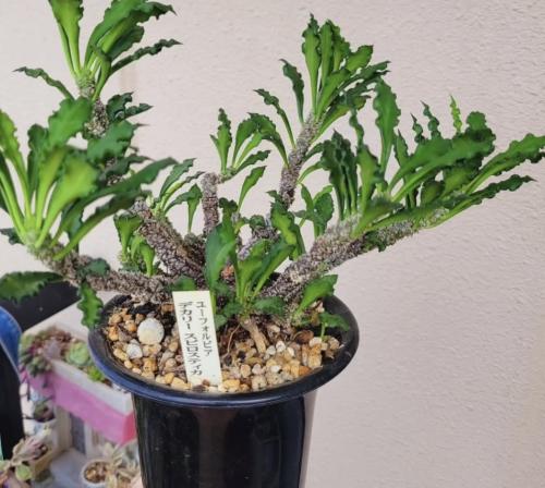 Euphorbia Decaryi - يوفوربيا ديكاري