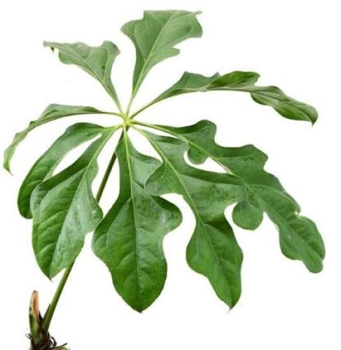 Anthurium clavigerum - أنثوريوم كلافيجيروم